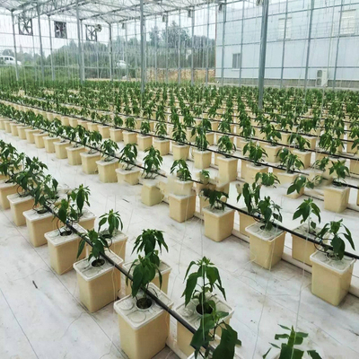 Dutch Bucket hydroponic for greenhouse and vegetable growing