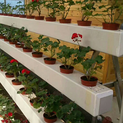Hydroponic Farming gully hydroponic nft nft gully