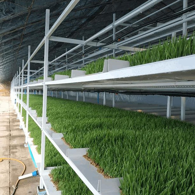 Hydroponic growing automated fodder hydroponics sprout hydroponic container