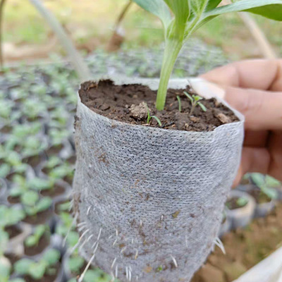 non-woven plant nursery bags