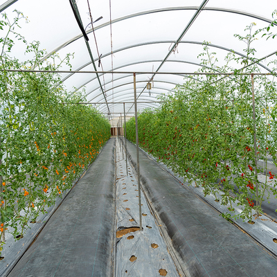Agricultural tomato growing film greenhouse with hydroponic culture Soilless cultivation