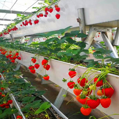 NFT hydroponic system gutter for strawberry and greenhouse vertical growing systems